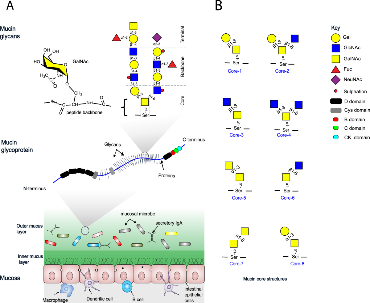 A Bacteroides Thetaiotaomicron Genetic Locus Encodes Activities Consistent With Mucin O glycoprotein Processing And N acetylgalactosamine Metabolism Nature Communications