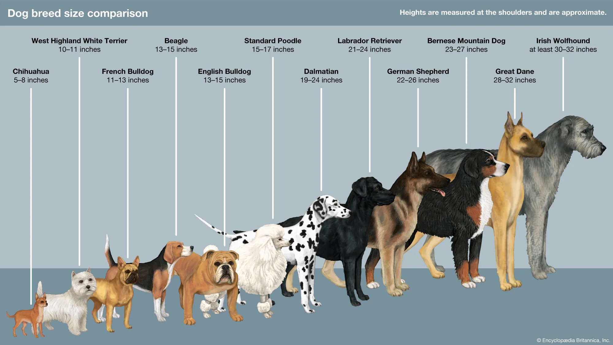 Word Search About Dogs Word Search About Dogs