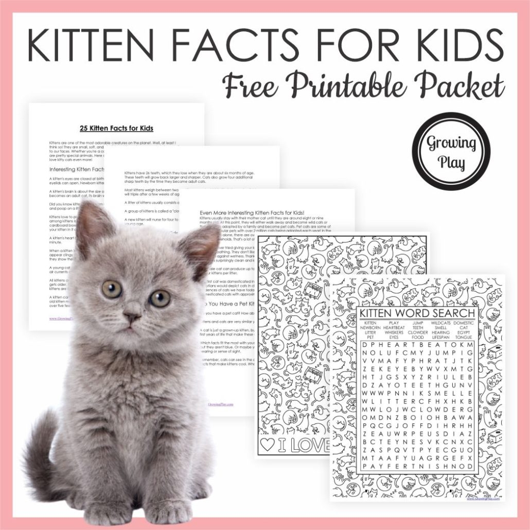 Word Search About Cats