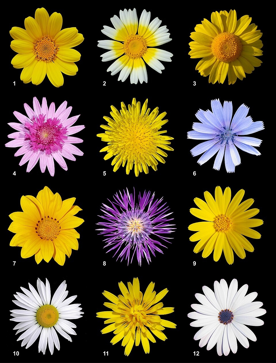 Asteraceae Wikipedia