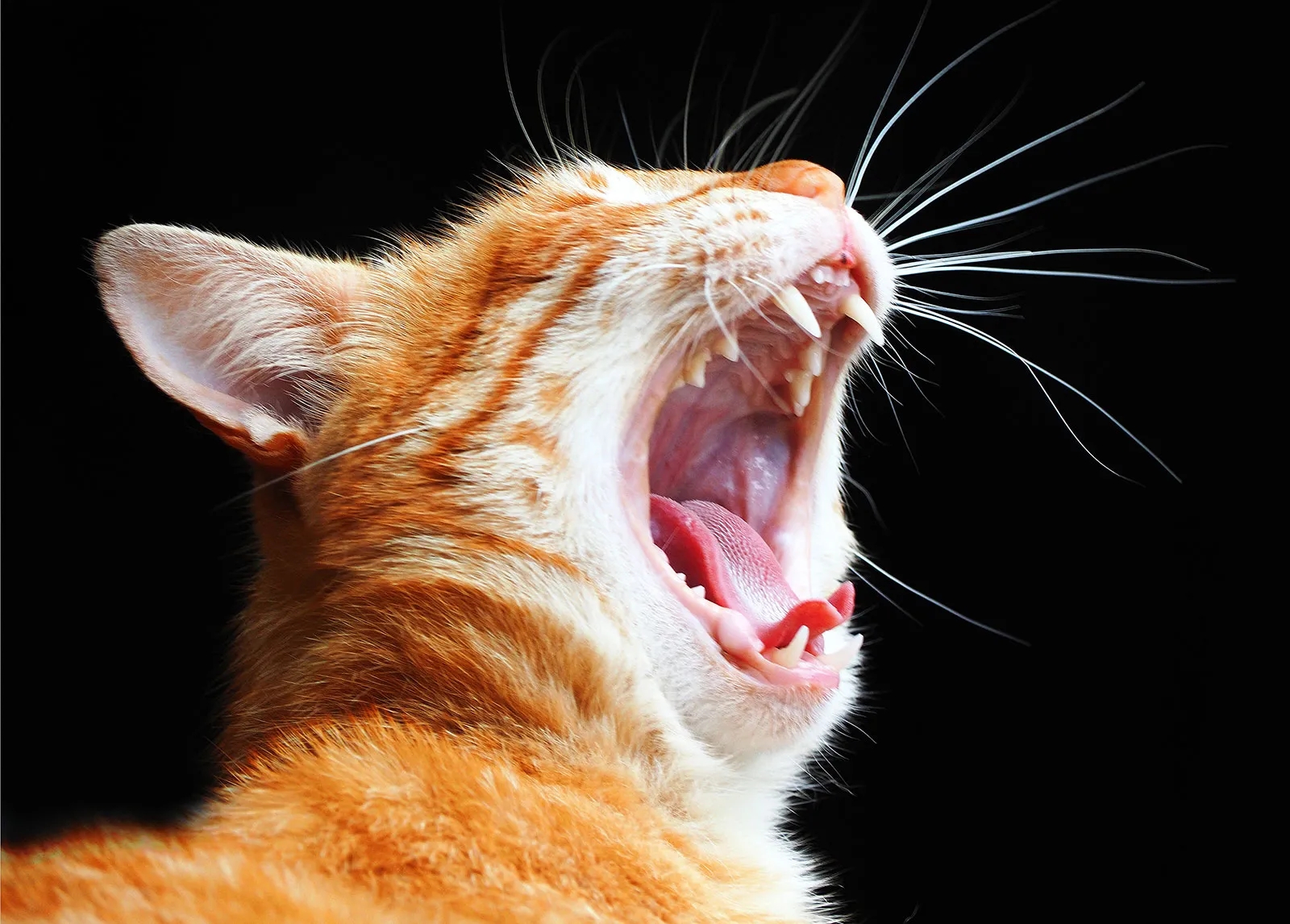 Cat Breeds Origins History Body Types Senses Behavior Heredity Britannica
