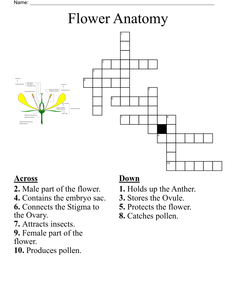 PARTS OF THE FLOWER Word Search WordMint