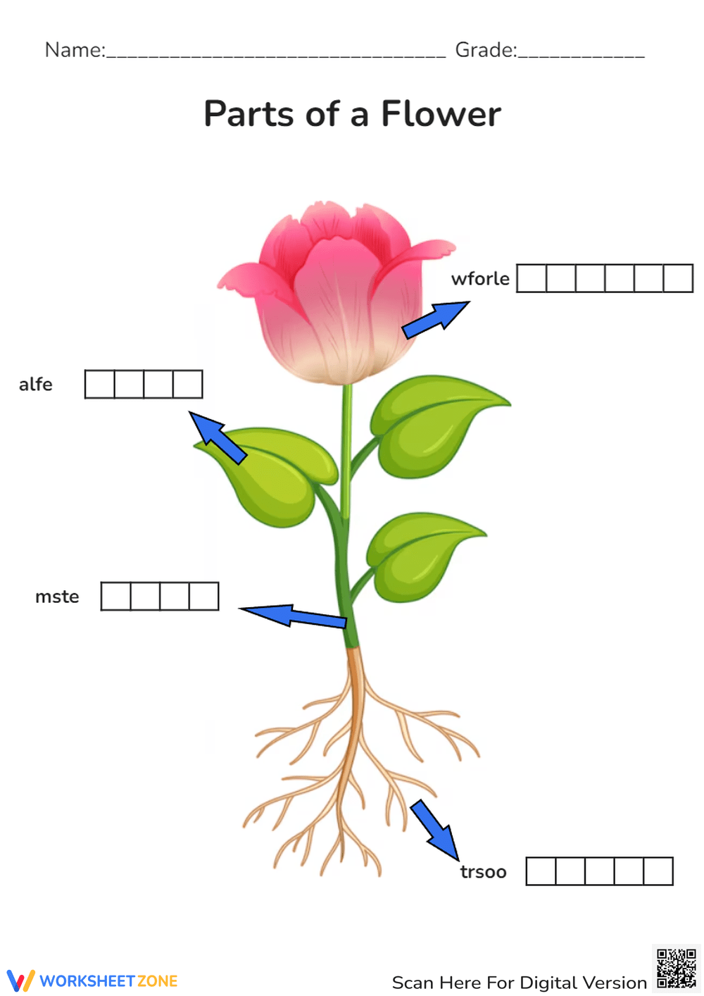 Printable Parts Of A Flower Worksheets Download